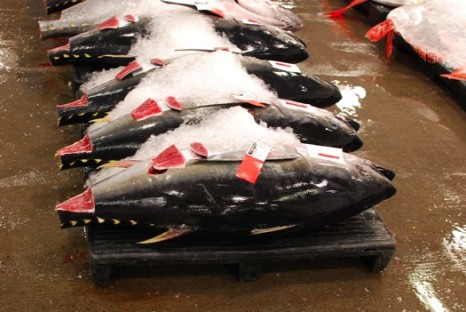 Honolulu-Fish-Auction-Bluefin-Tuna