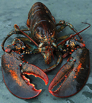 lobsterDM0811_468x521