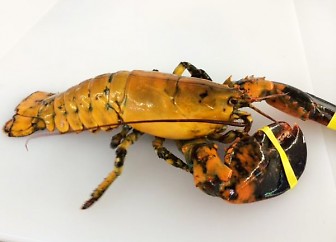 calico-lobster