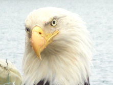flameguard eagle