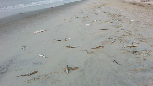Oak Island dead sharks