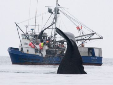 whales stealing fish from long lines alaska