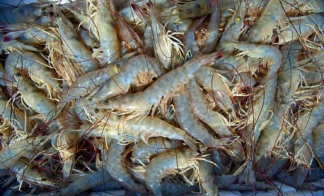 white shrimp atlantic