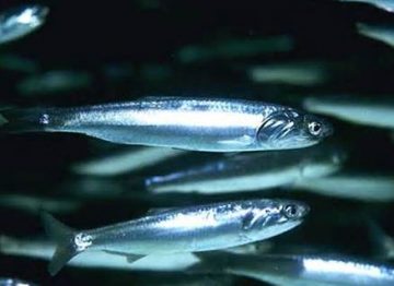 northern anchovy