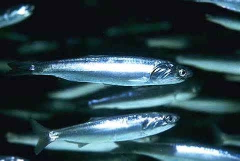 northern anchovy