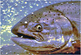 salmon-face2