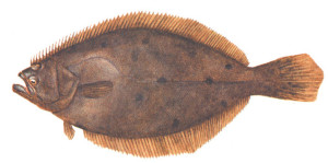 10.summer-flounder