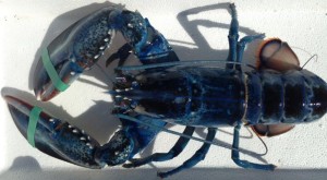 Blue-Lobster-as-Rare-as-1-in-2-Million-Caught-Off-the-Coast-of-Maine-US