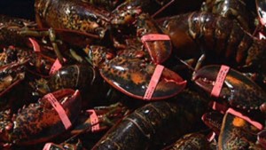 hi-lobsters-852-6col