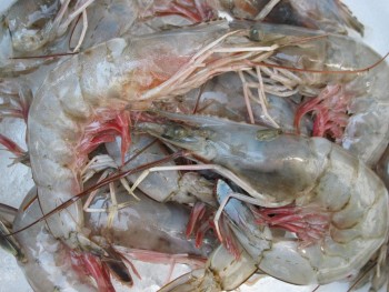 NC shrimp