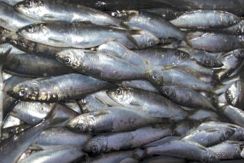 pacific herring