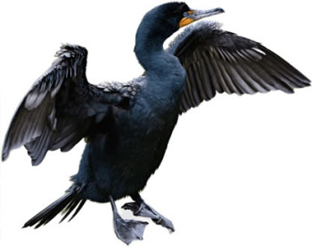cormorant