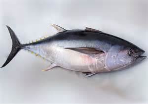 big eye tuna