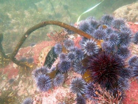 kelp crisis north coast