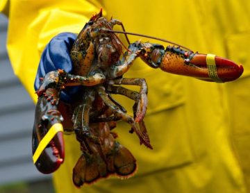 American-lobster