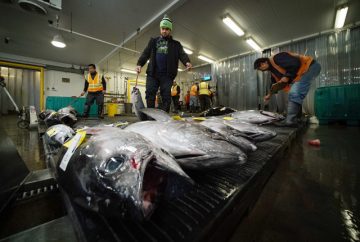 Honolulu Fish Auction ahi tuna workers