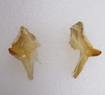 Цікаві факти про ракоподібних: Омари смакують ніжками і жують шлунком | Photo: http://fisherynation.com
