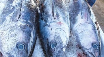 Tuna-Harbor-Dockside-Market-Fish_t670_t658
