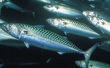 2010-08-10-10-42-52-mackerel
