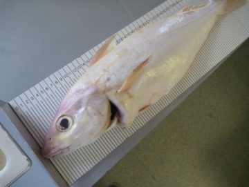 albino haddock