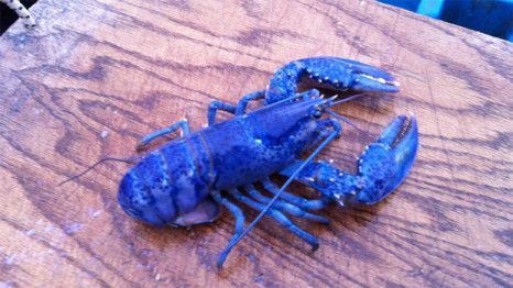 ns-li-blue-lobster-620