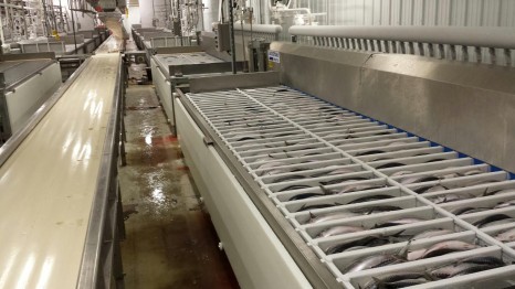 freezer mackerel
