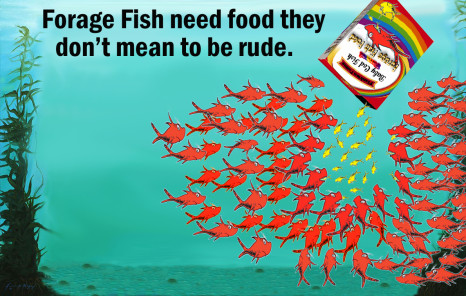 forage fish explained 3