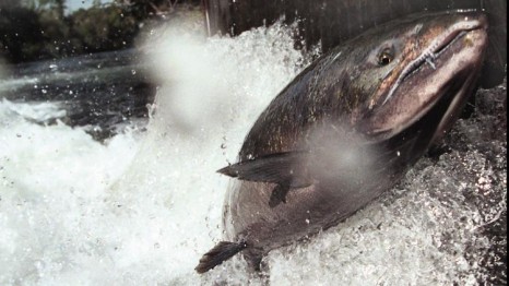 california-salmon-2014-20150129-001