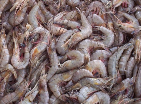 louisiana shrimp
