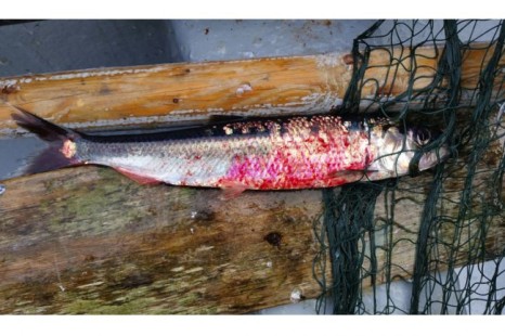 red herring caught off long harbour