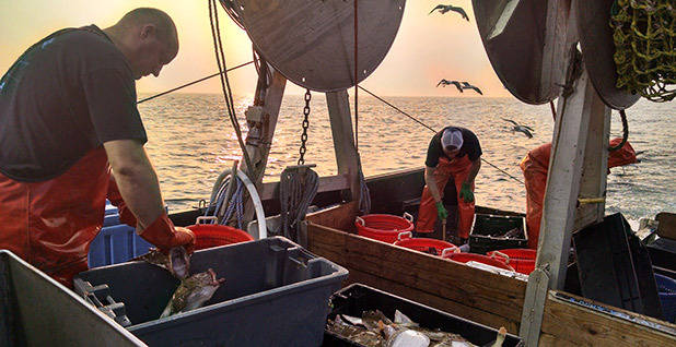 Captain Jim Ford and his crew sort out fish from their first four-hour trawl of the day