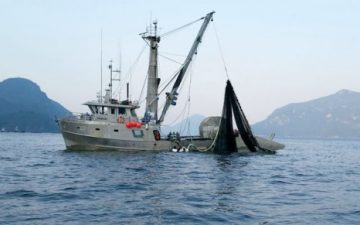 commercial vessel seen fishing for pink salmon near Furry Creek on Wednesday