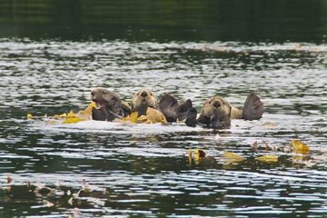 otters-tokeen-bay