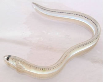 glass eel
