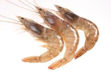 gulf brown shrimp