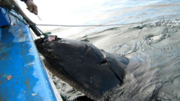 li-halibut-caught-file