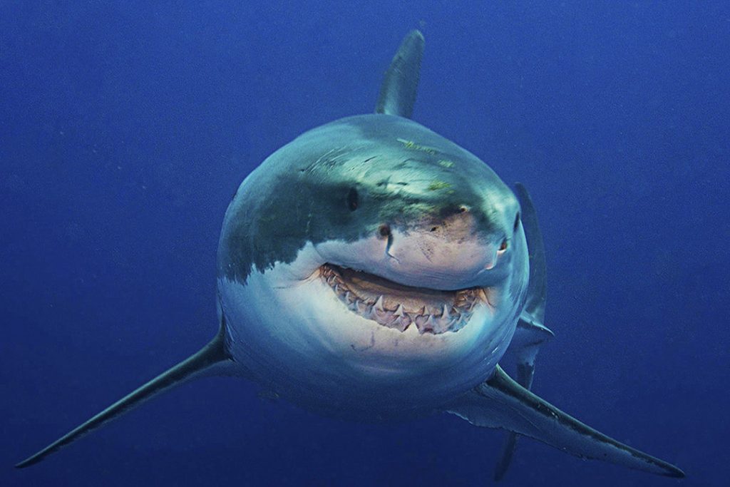 More greater. Акула спереди. Домашняя маленькая белая акула. Great White Shark cannabina. 2673 Shark.