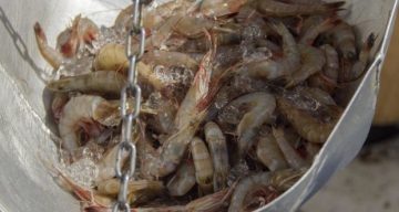 mississippi shrimp
