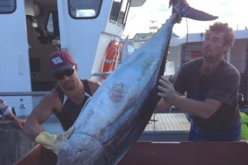  southern bluefin