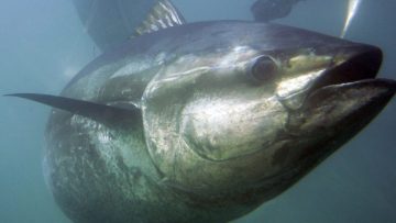 hi-852-bluefin-tuna-0074651