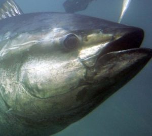 hi-852-bluefin-tuna-0074651