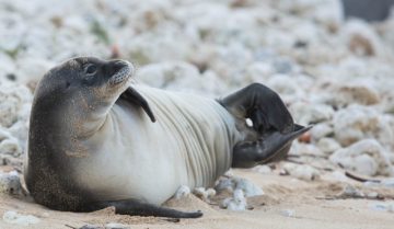 monk-seal-pup-toxo-4-640x371