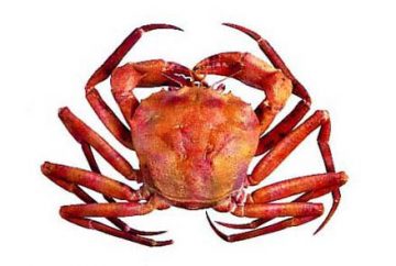Atlantic red crab
