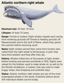 right-whale-stats