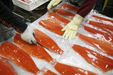 Workers stack Sockeye salmon filets after being vacuum packed to be frozen at the Alitak Cannery in Alitak, Alaska