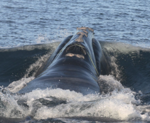 Right whale's decline worse than previously thought, feds say –