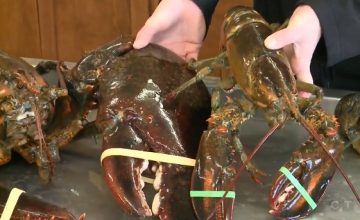 23-pound-new-brunswick-lobster