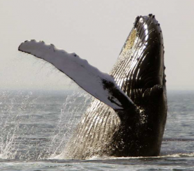 pacific-humpback