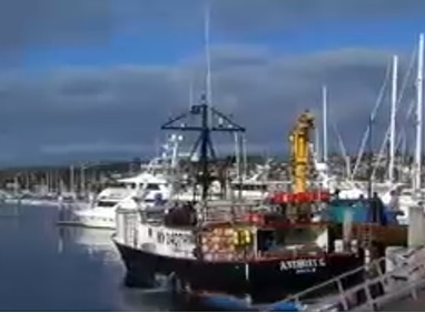 20K-Pound Fresh Fish Catch Helps San Diego Maritime Industry