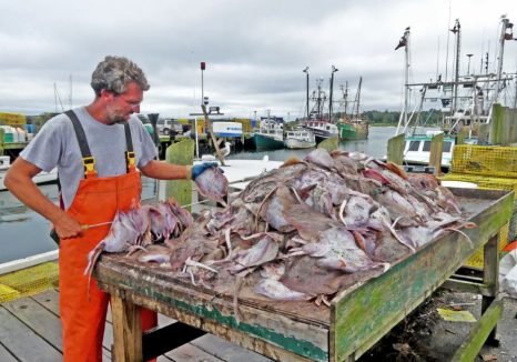 Skates, bait for lobsters, unloaded at Town Dock in Stonington –